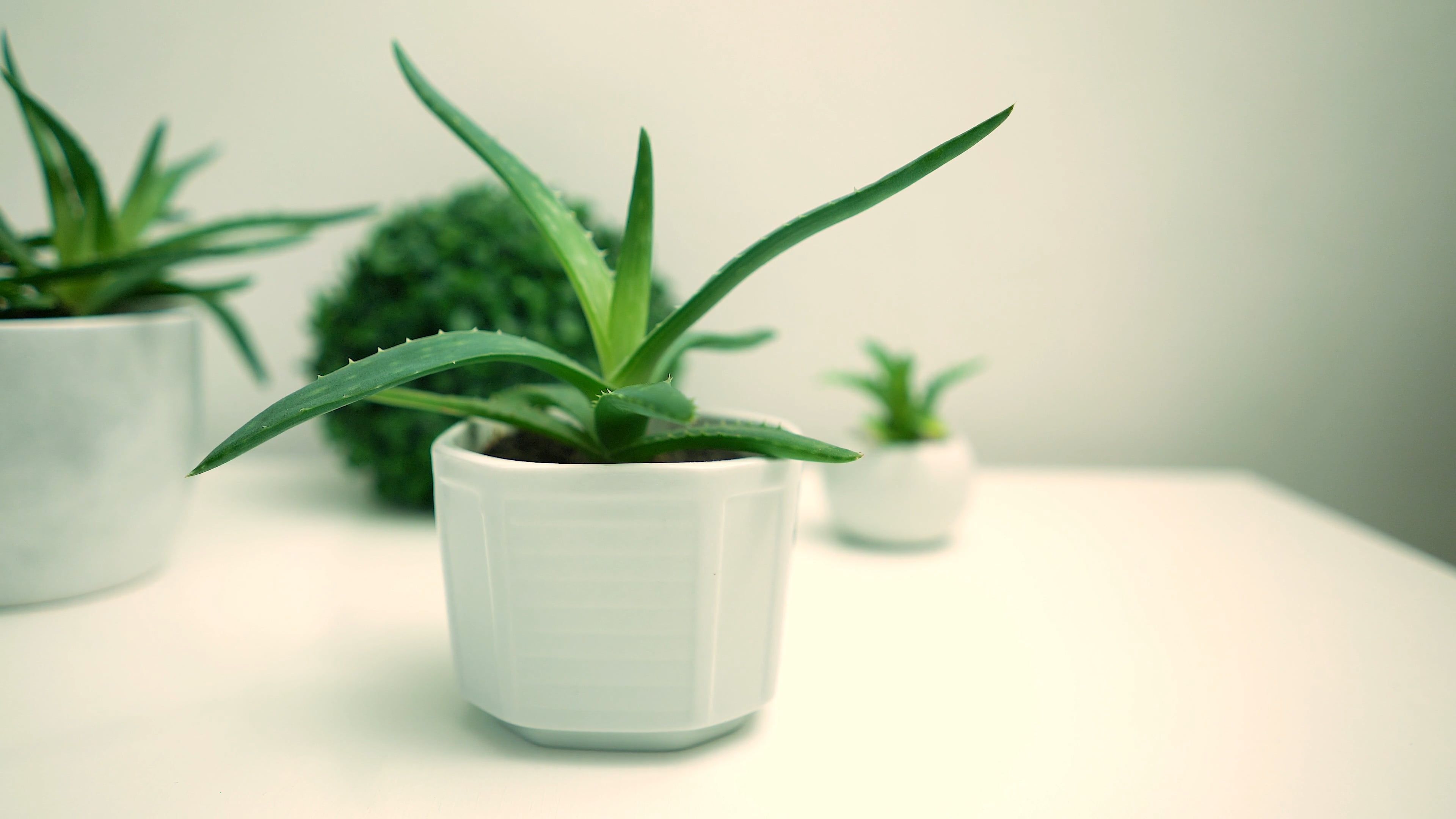 Aloe Vera Plant Videos, Download The BEST Free 4k Stock Video Footage & Aloe  Vera Plant HD Video Clips