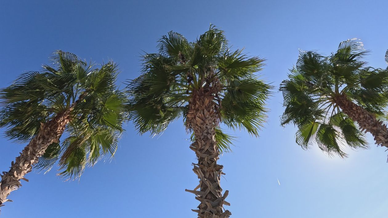 Tranquil Palm Trees Under Sunny Blue Sky Free Stock Video Footage ...