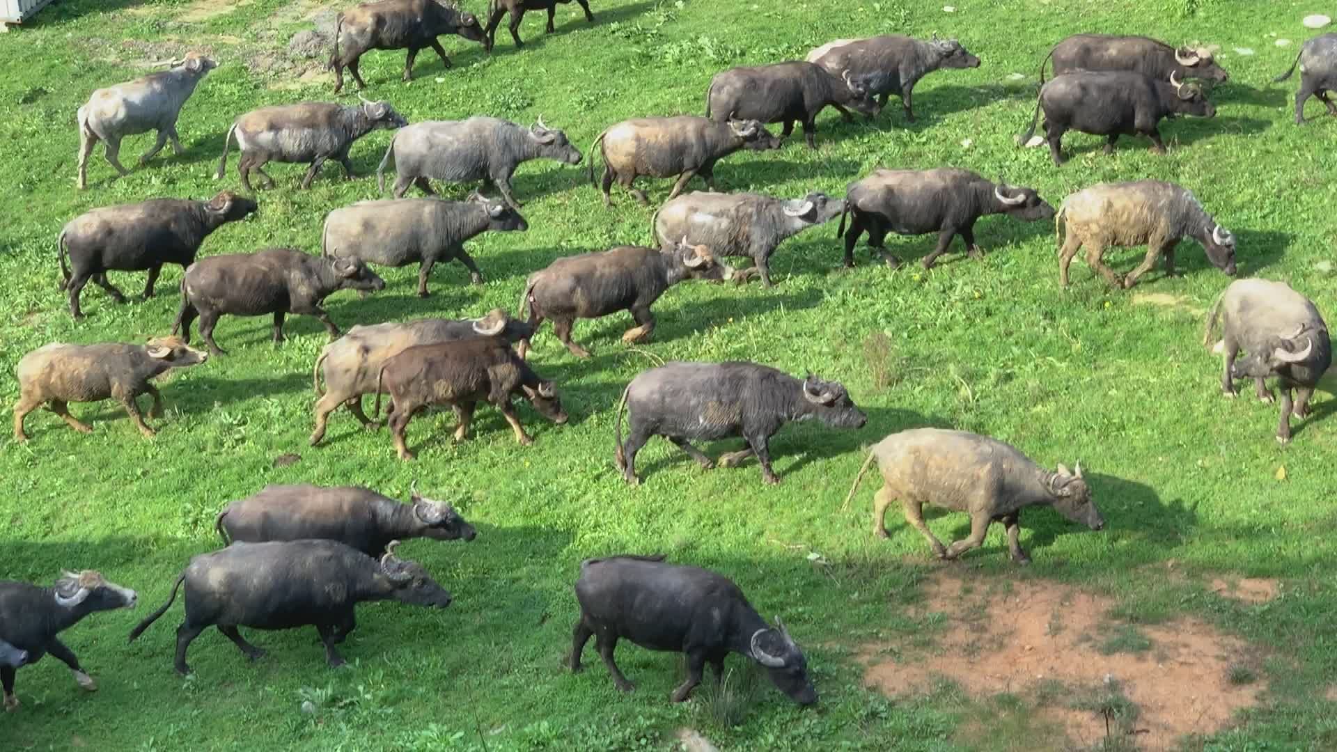 Aerial View of Herding Water Buffaloes on Green Pasture Free Stock ...