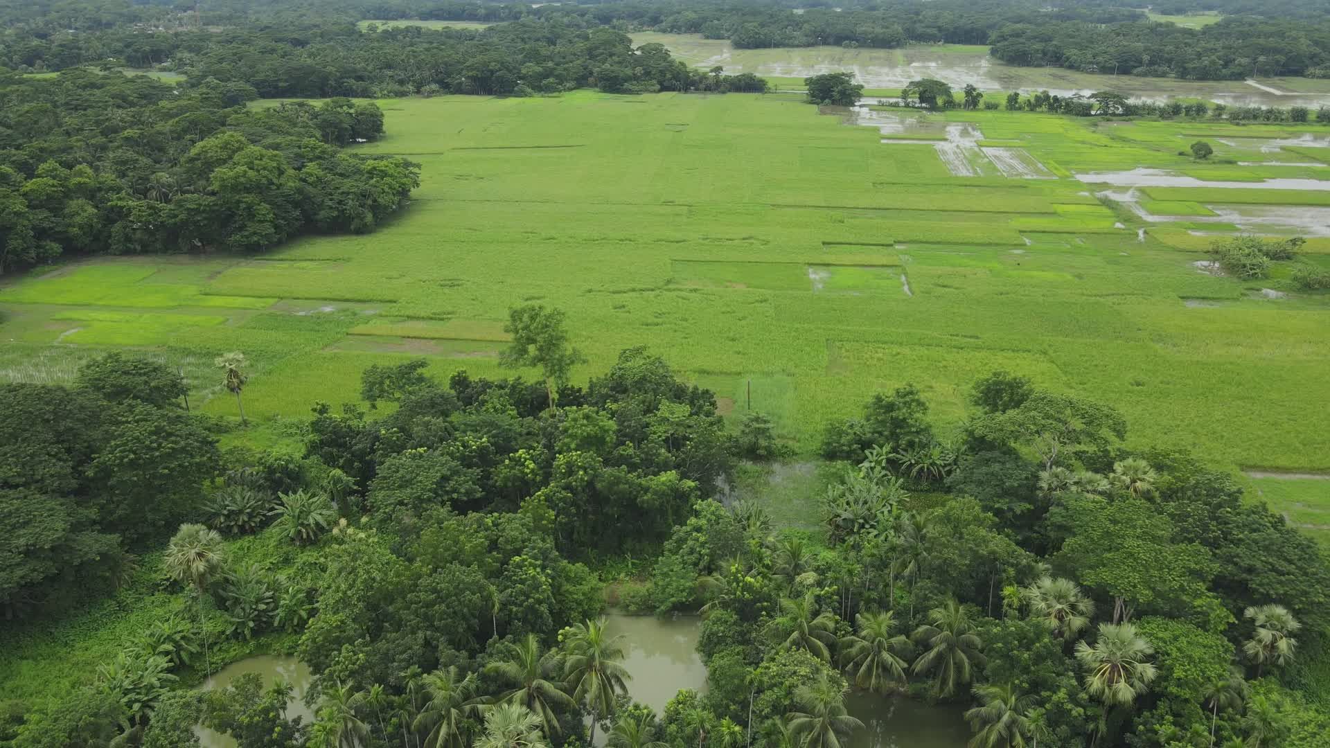 Lush Green Fields Aerial View in Bangladesh Free Stock Video Footage ...