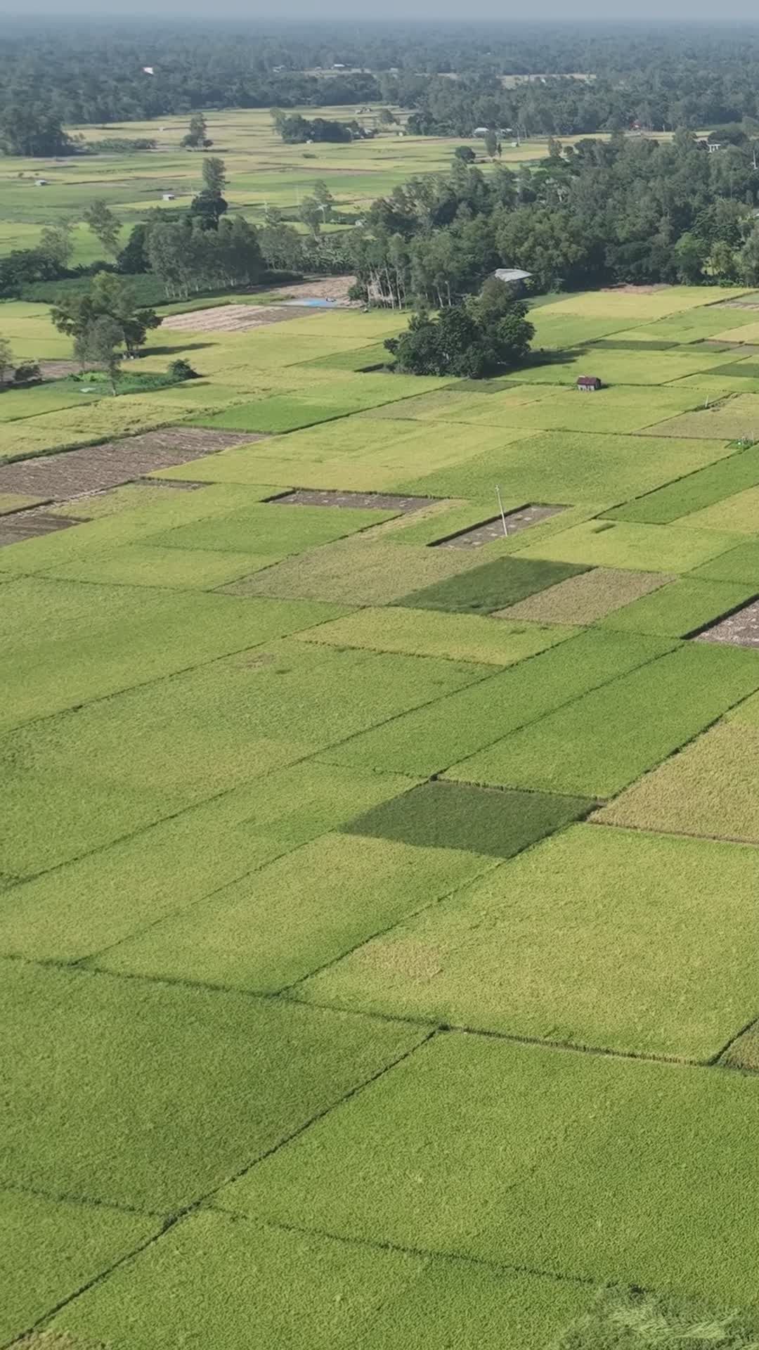 Drone Aerial View of Bangladeshi Rice Fields Free Stock Video Footage ...
