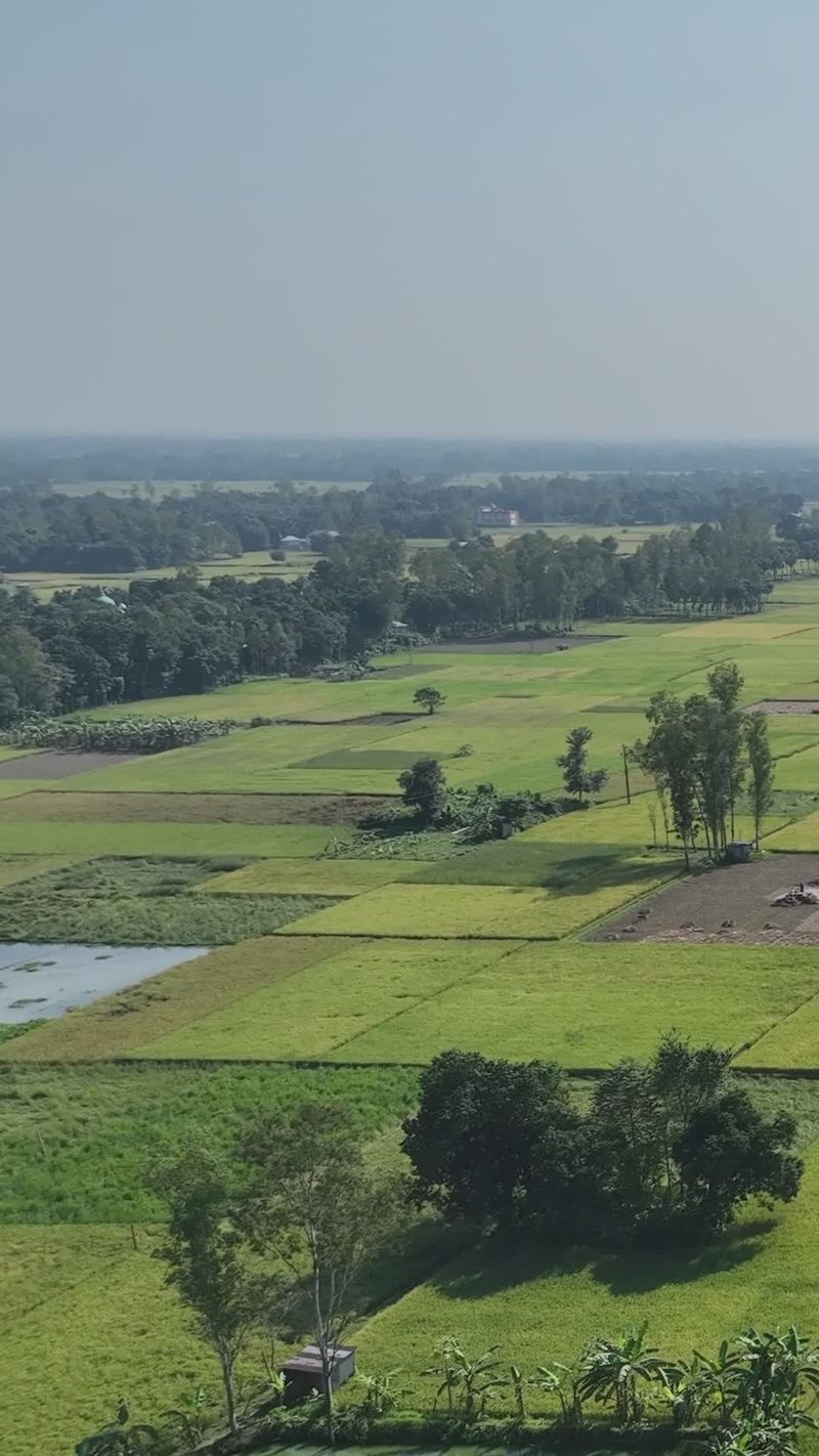 Stunning Aerial View of Bangladeshi Rice Fields Free Stock Video ...