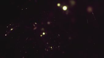 萤火虫视频素材