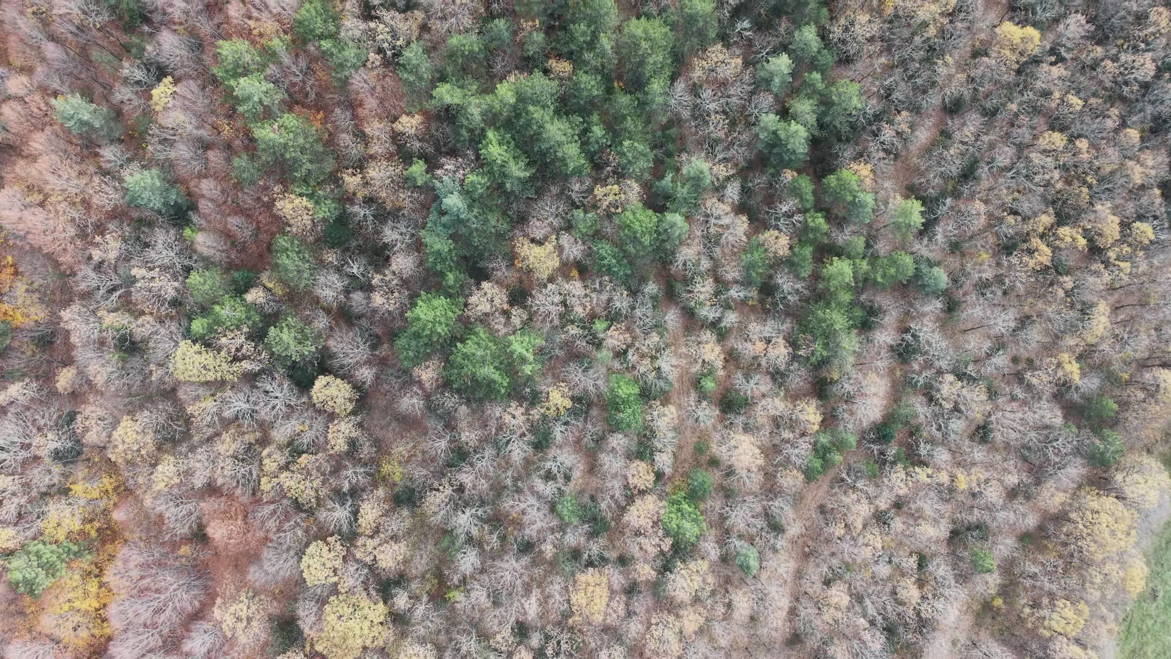 Captivating Aerial View of Autumn Forest Free Stock Video Footage ...