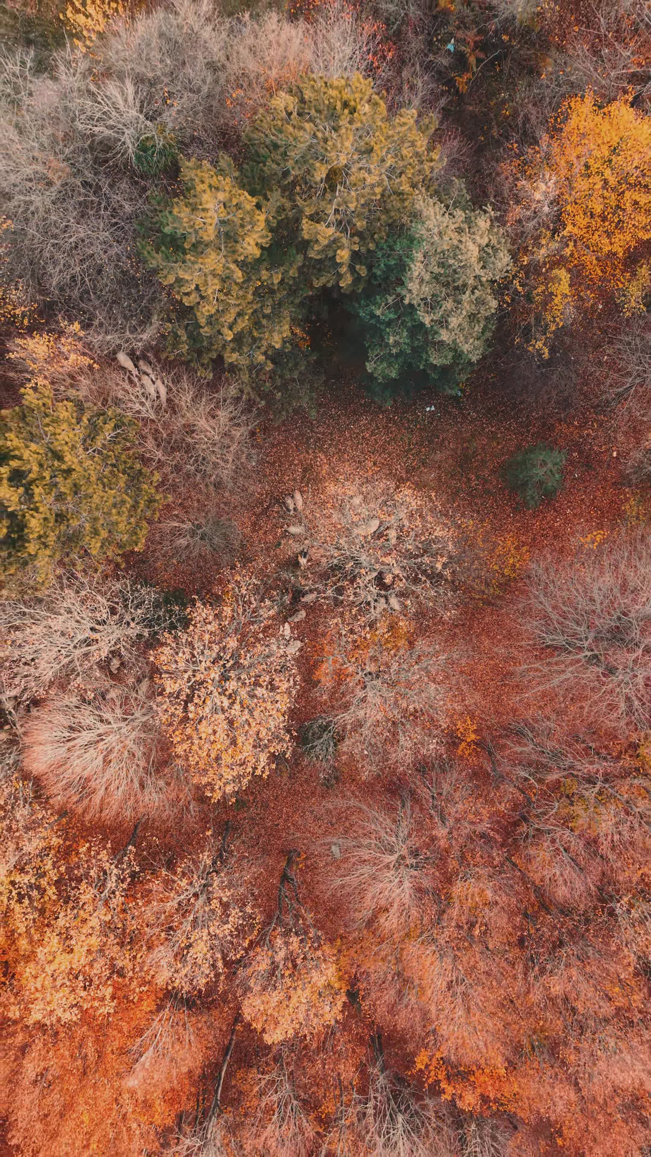 stunning aerial view of autumn forest in golcuk 35288903 — free pexels stock footage