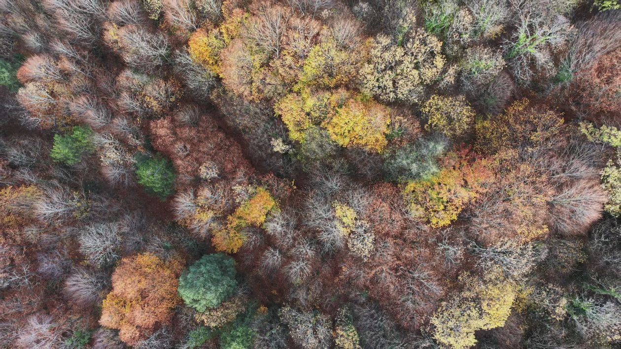 Autumn Aerial View of Colorful Forest Canopy Free Stock Video Footage ...