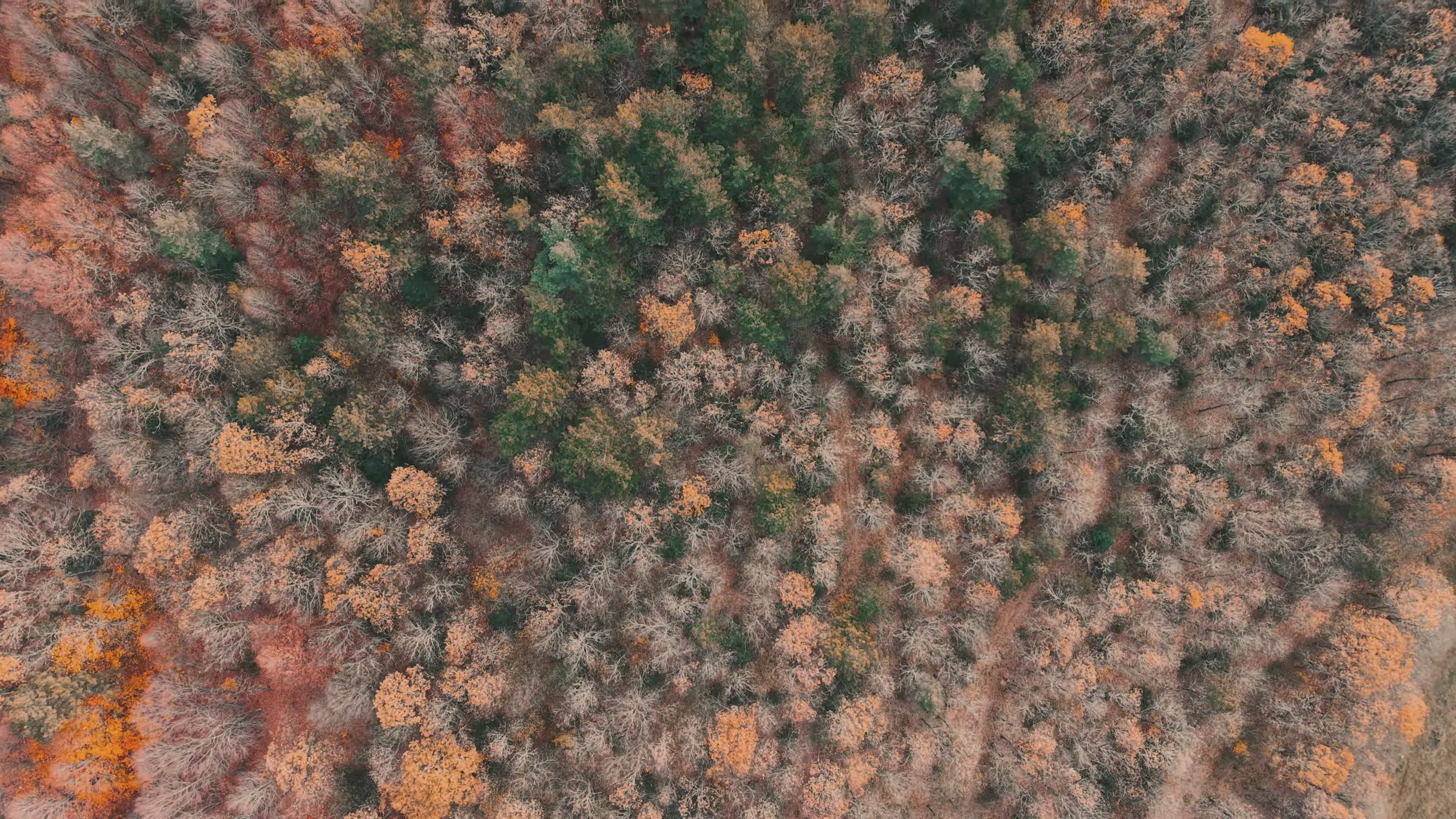 Aerial View of Autumn Forest Canopy Free Stock Video Footage, Royalty ...