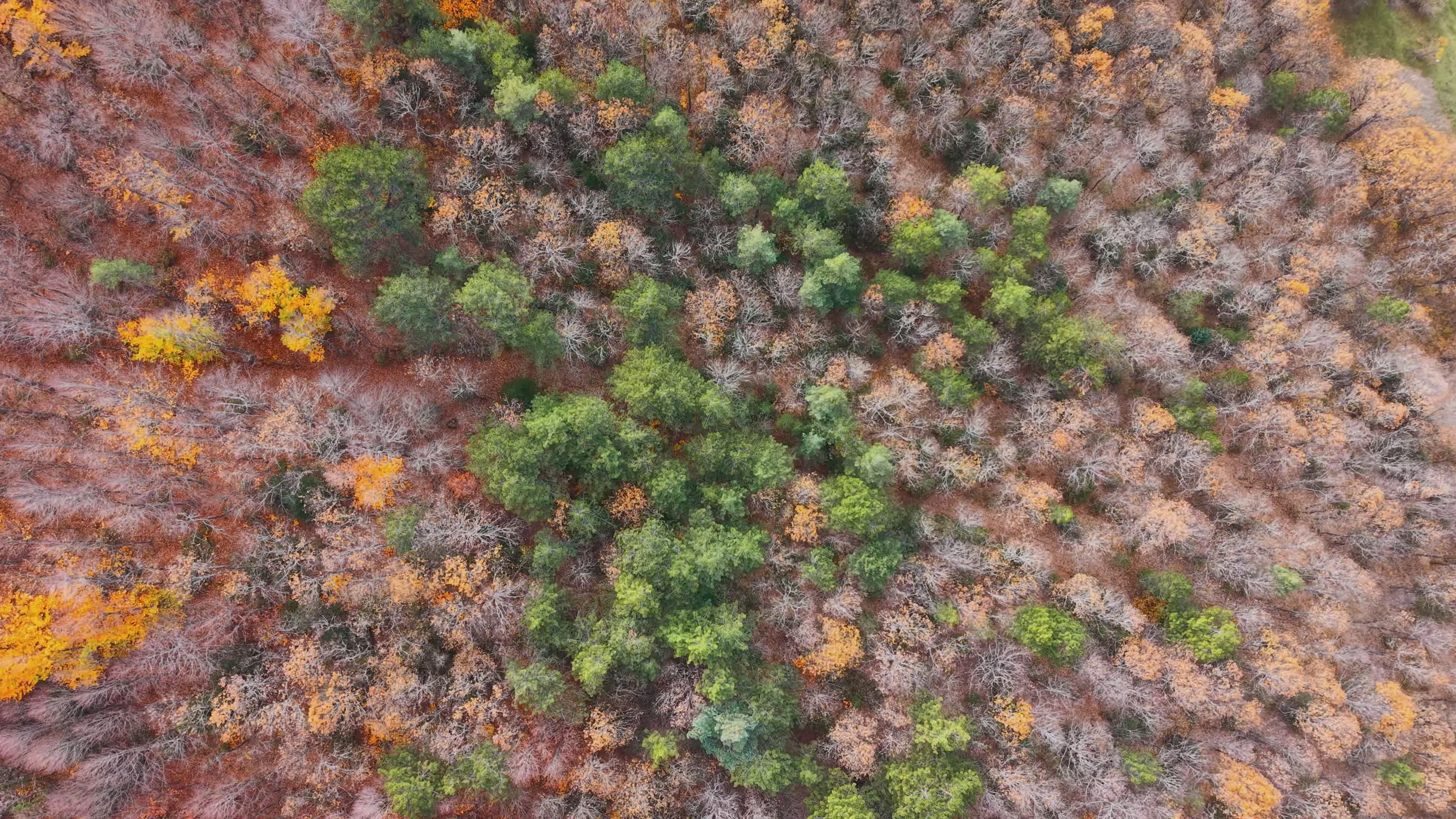 Stunning Aerial View of Autumn Forest Canopy Free Stock Video Footage ...