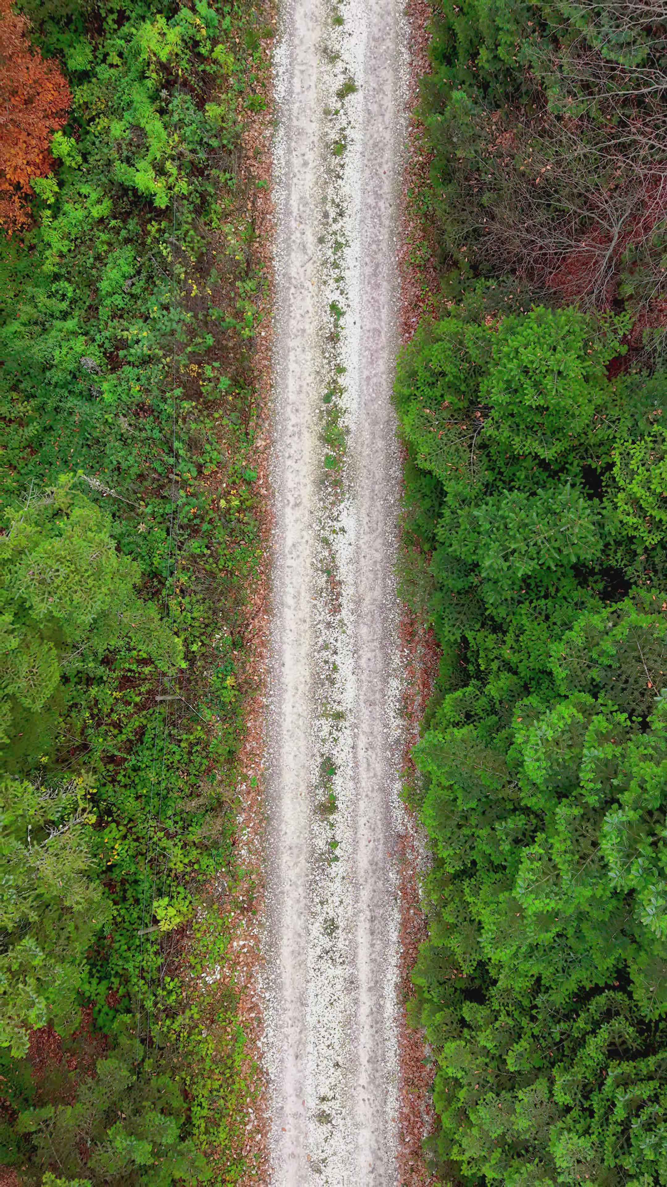 aerial view of forest path in bolu province 35289213