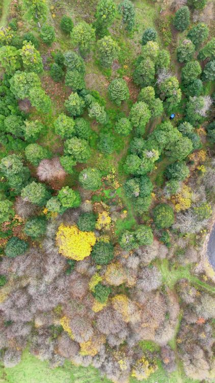 Aerial View of Vibrant Autumn Forest Landscape Free Stock Video Footage ...