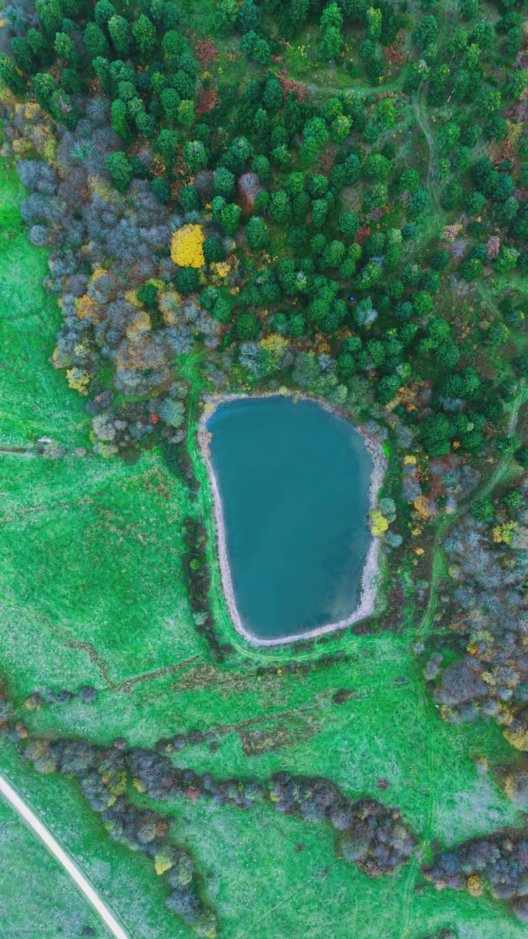 Aerial View of Serene Forest and Lake Free Stock Video Footage, Royalty ...