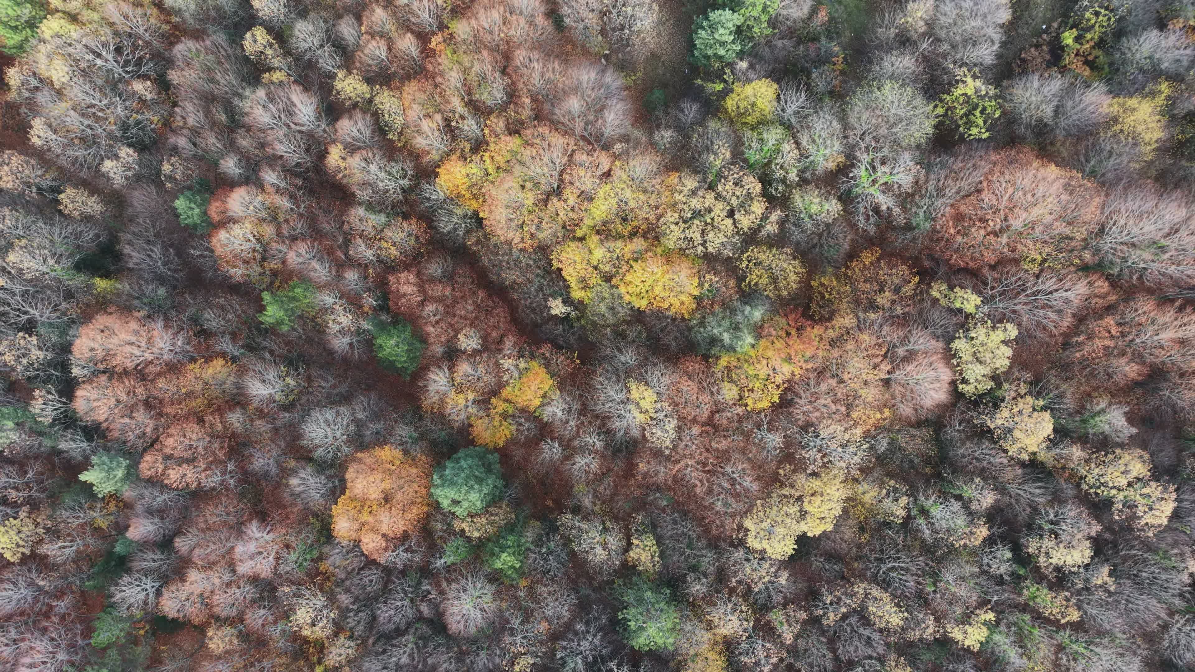 Aerial View of Vibrant Autumn Forest Canopy Free Stock Video Footage ...