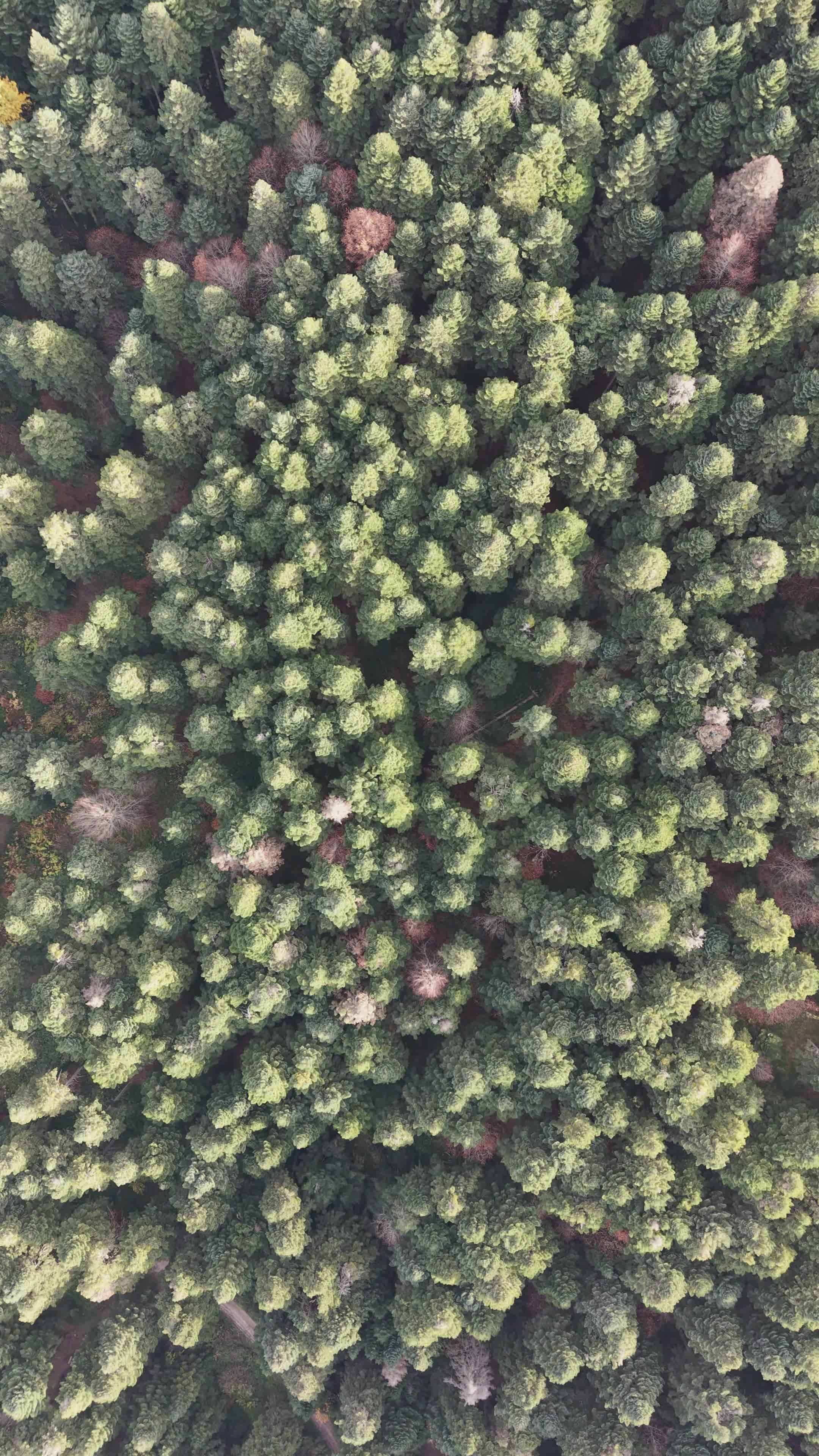 aerial view of dense green forest landscape 35289364 — free pexels stock footage