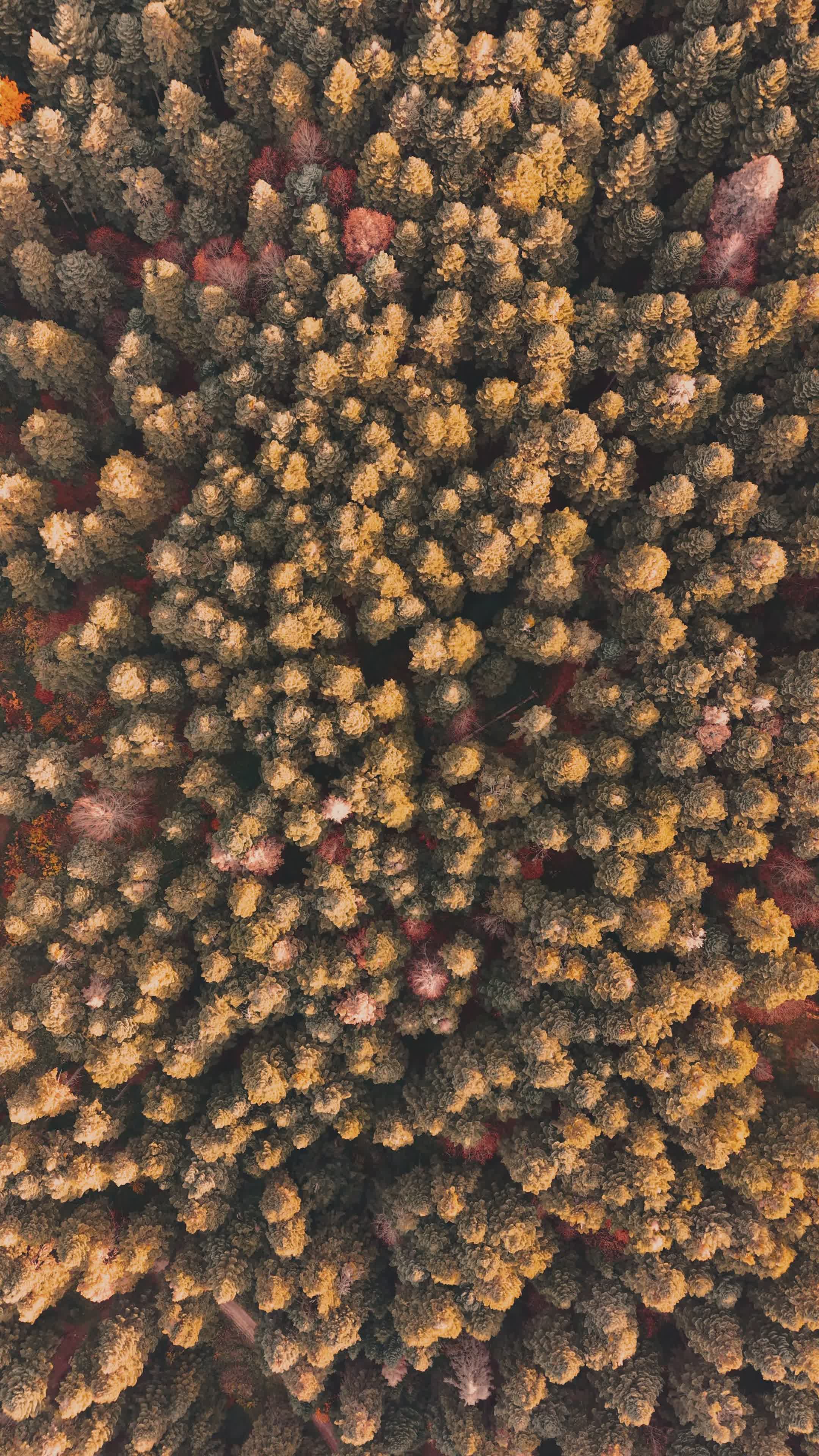 aerial view of autumn forest canopy 35289370 — free pexels stock footage