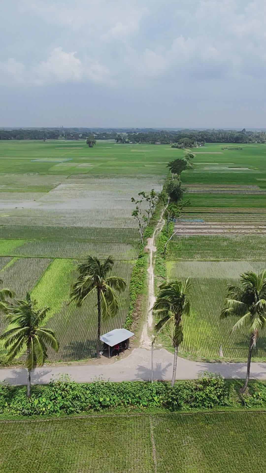 Scenic Drone View of Lush Bangladesh Fields Free Stock Video Footage ...