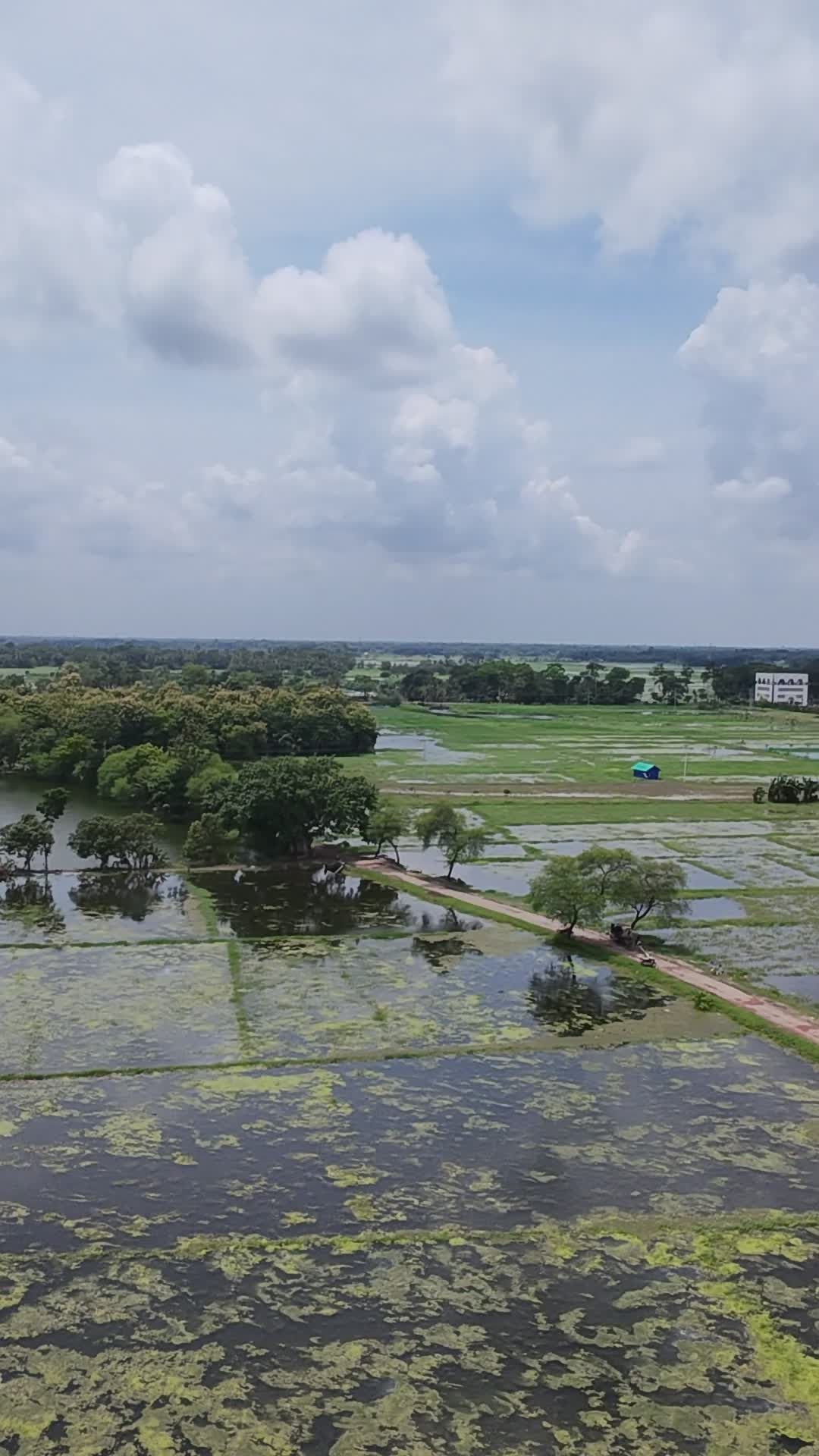 Aerial View of Serene Bangladesh Rice Fields Free Stock Video Footage ...