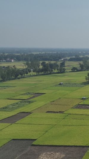 Stunning Aerial View of Bangladeshi Rice Fields Free Stock Video ...