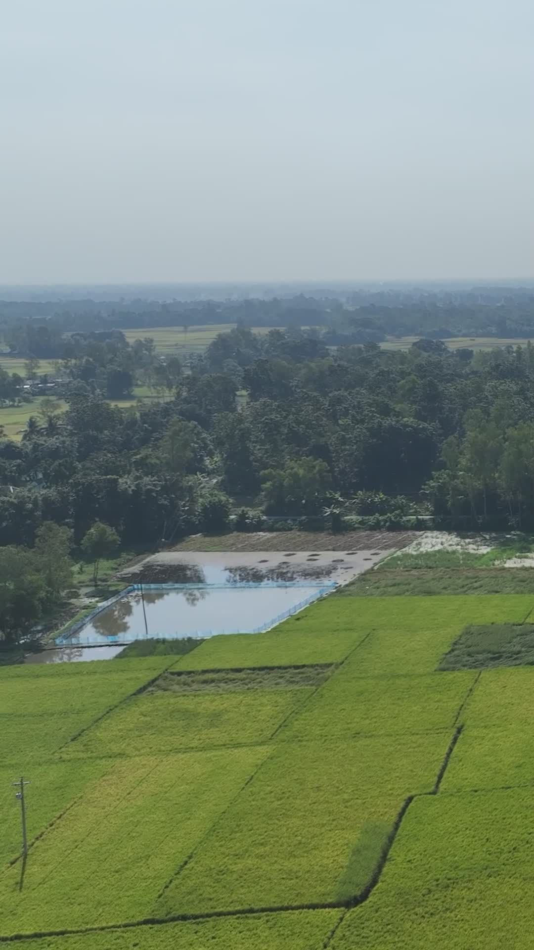 Stunning Aerial View of Bangladeshi Rice Fields Free Stock Video ...