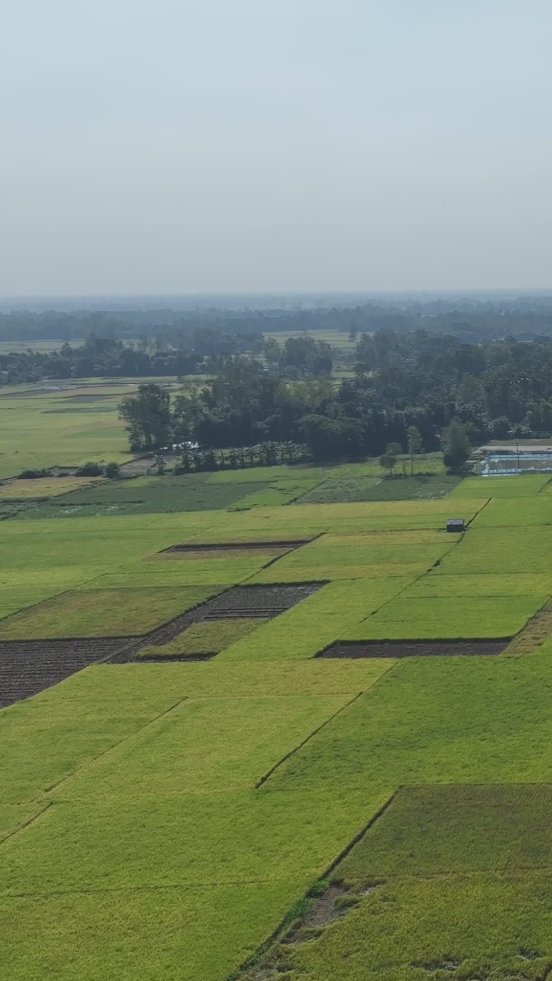 Stunning Aerial View of Bangladeshi Rice Fields Free Stock Video ...