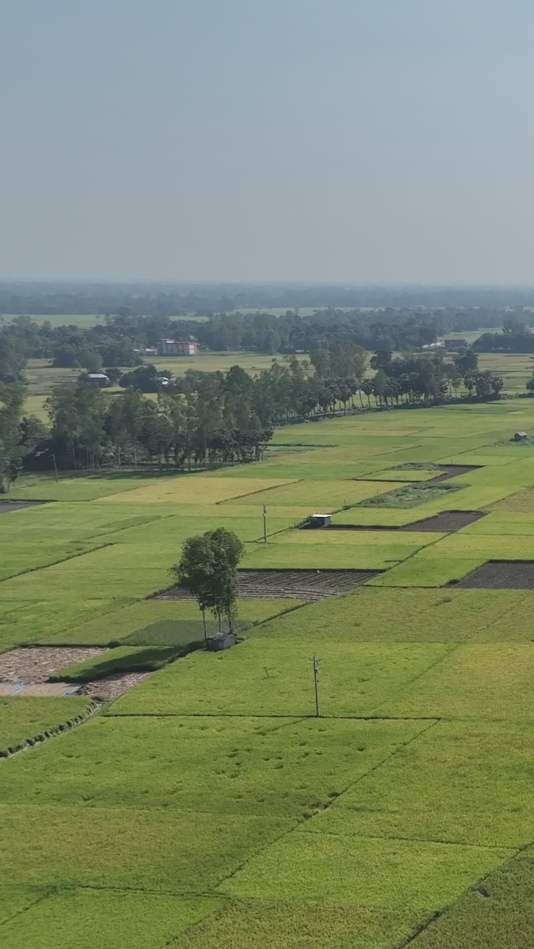 Stunning Aerial View of Bangladeshi Rice Fields Free Stock Video ...