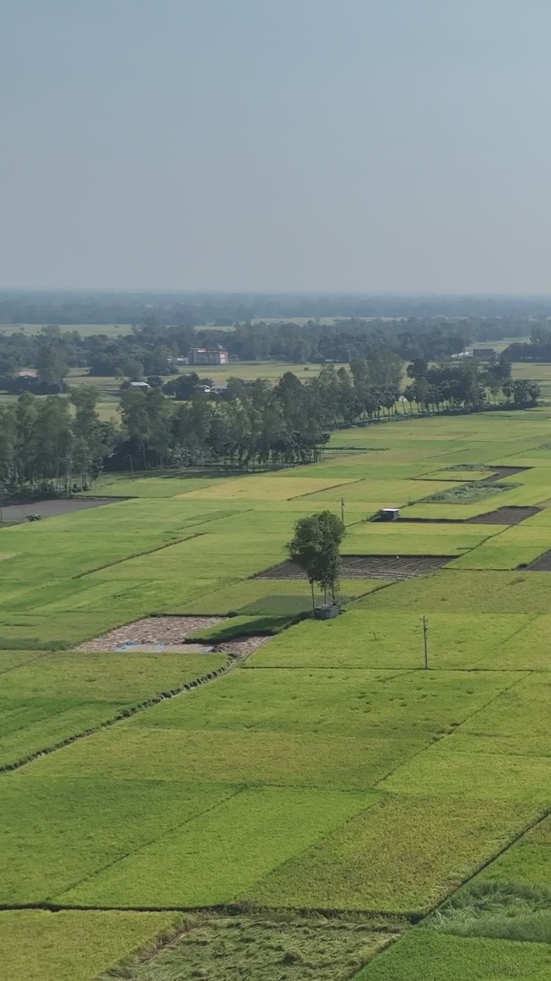 Scenic Aerial View of Lush Green Fields in Bangladesh Free Stock Video ...