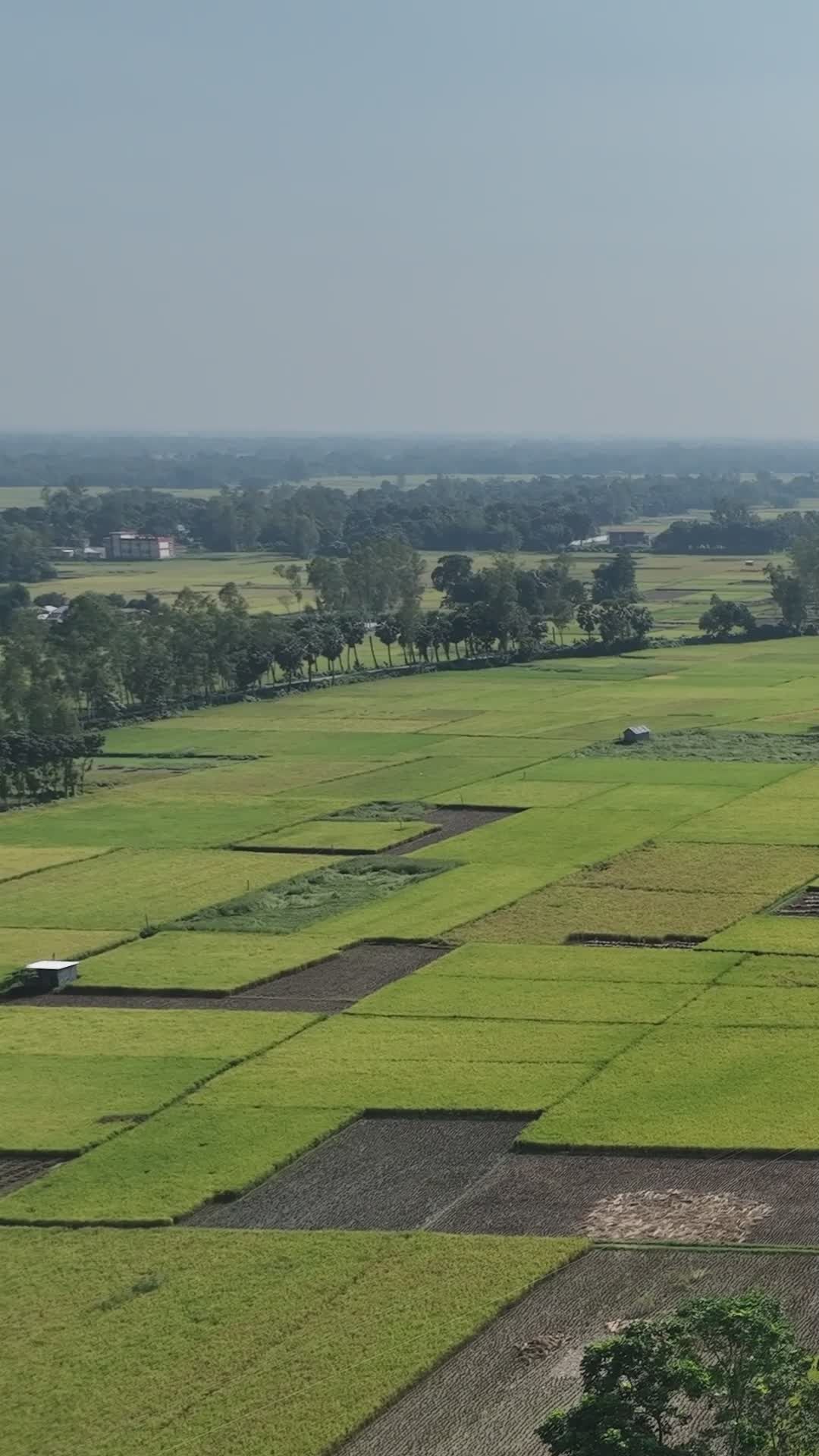 Stunning Aerial View of Bangladeshi Rice Fields Free Stock Video ...
