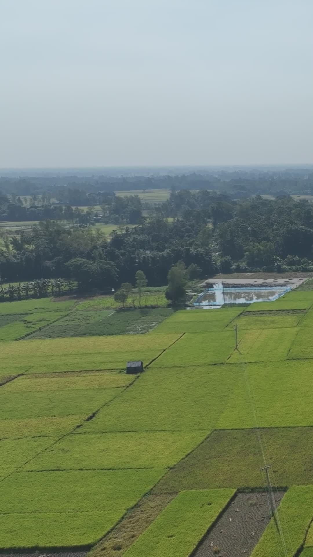 Stunning Aerial View of Bangladeshi Rice Fields Free Stock Video ...