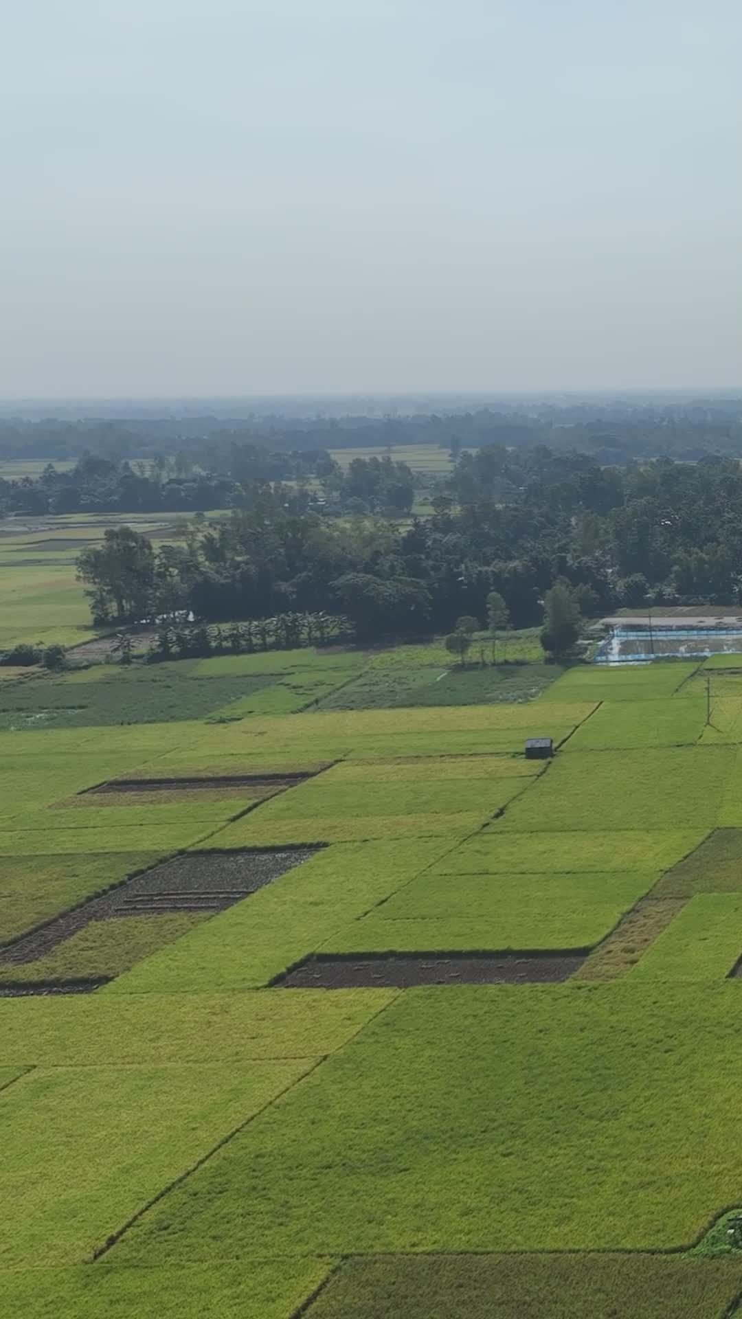 Stunning Aerial View of Bangladeshi Rice Fields Free Stock Video ...