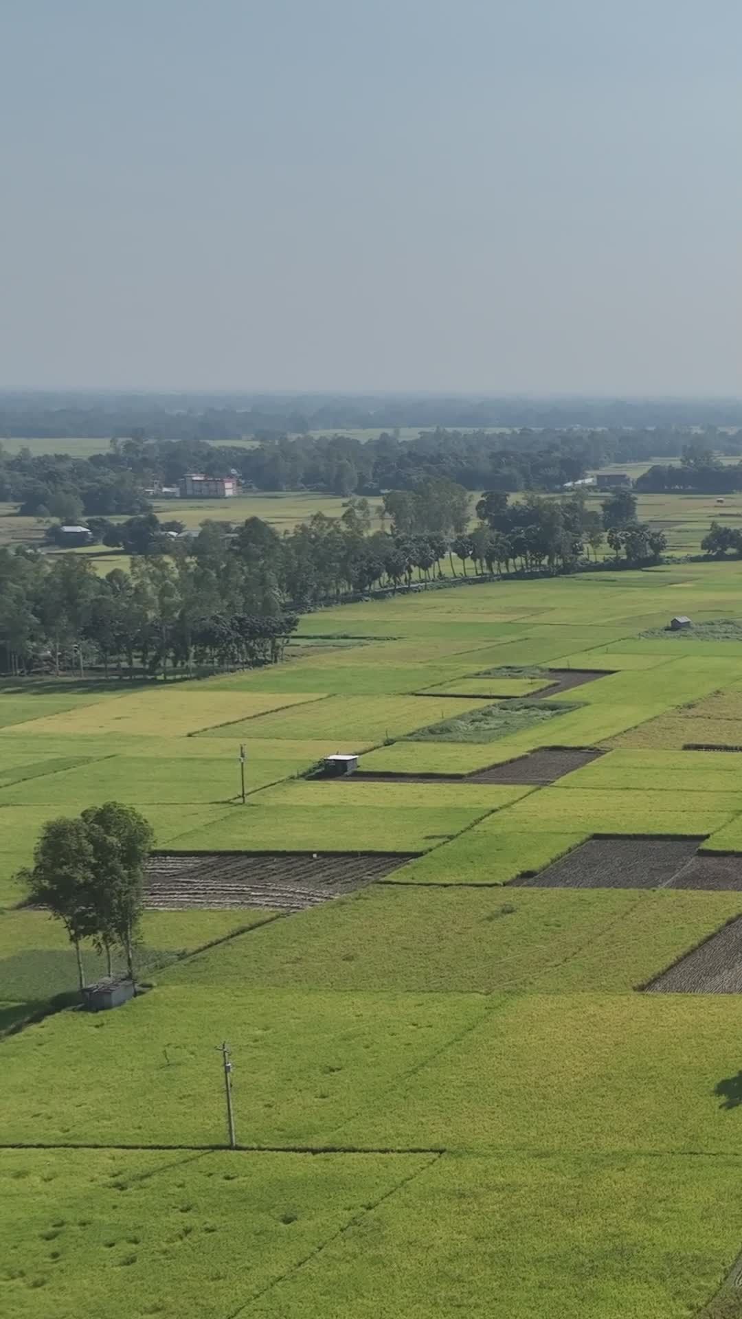 Aerial 4K View of Lush Bangladeshi Fields Free Stock Video Footage ...