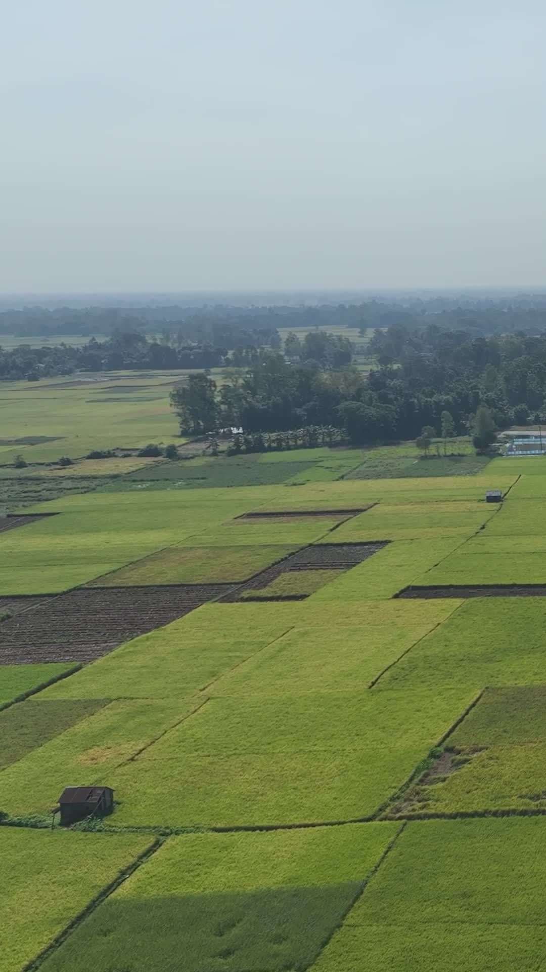 Aerial View of Lush Green Fields in Bangladesh Free Stock Video Footage ...