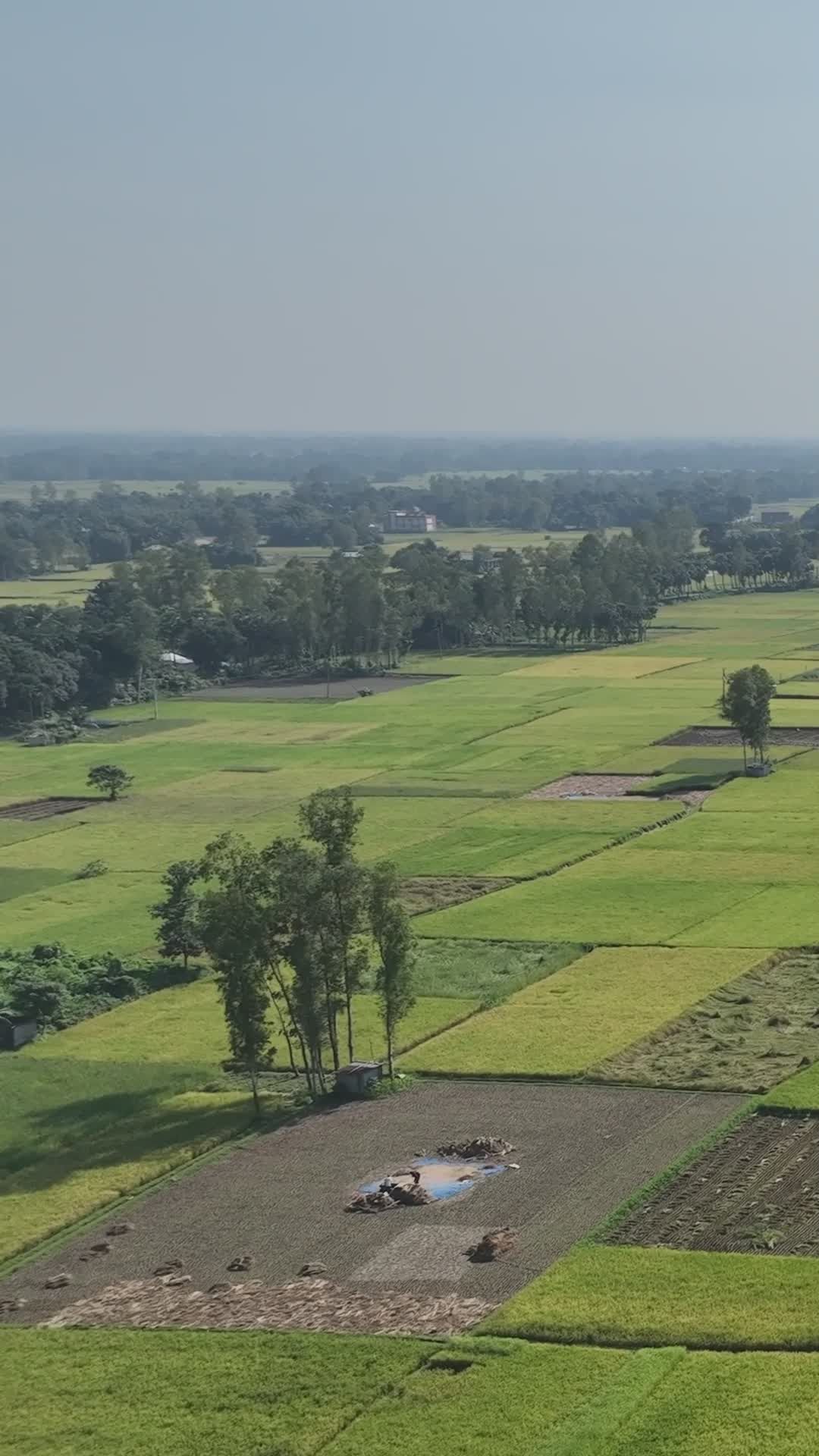 Stunning Aerial View of Bangladesh Fields Free Stock Video Footage ...