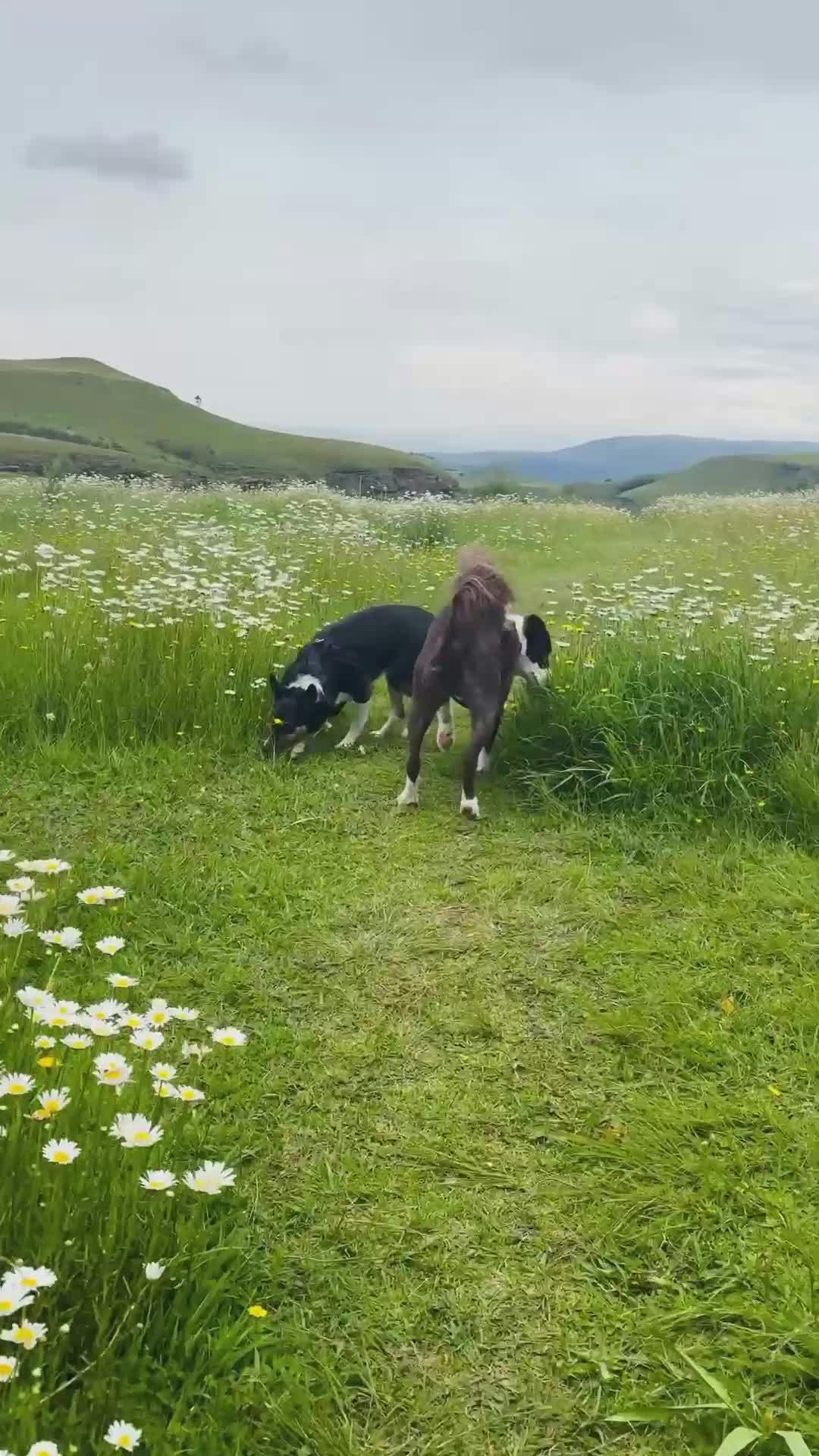 Girl+Taking+Dog+Knot Videos, Download The BEST Free 4k Stock Video