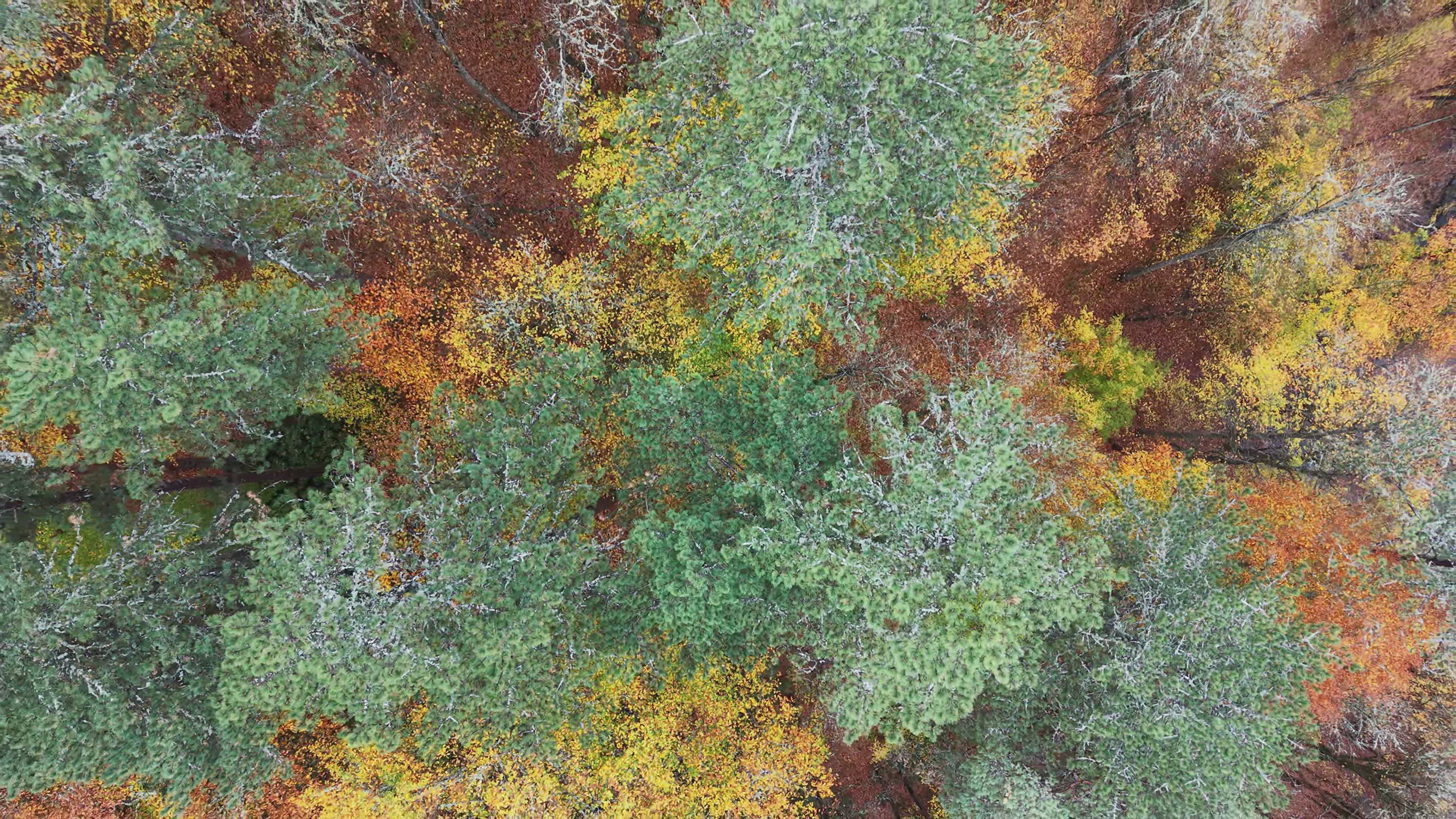 Aerial View of Autumn Forest Pathway Free Stock Video Footage, Royalty ...