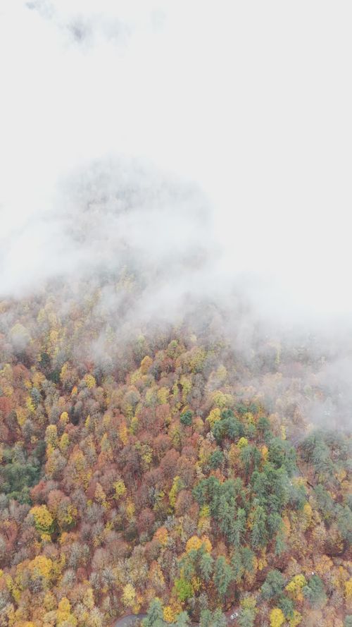 Aerial View of Misty Autumn Forest Free Stock Video Footage, Royalty ...