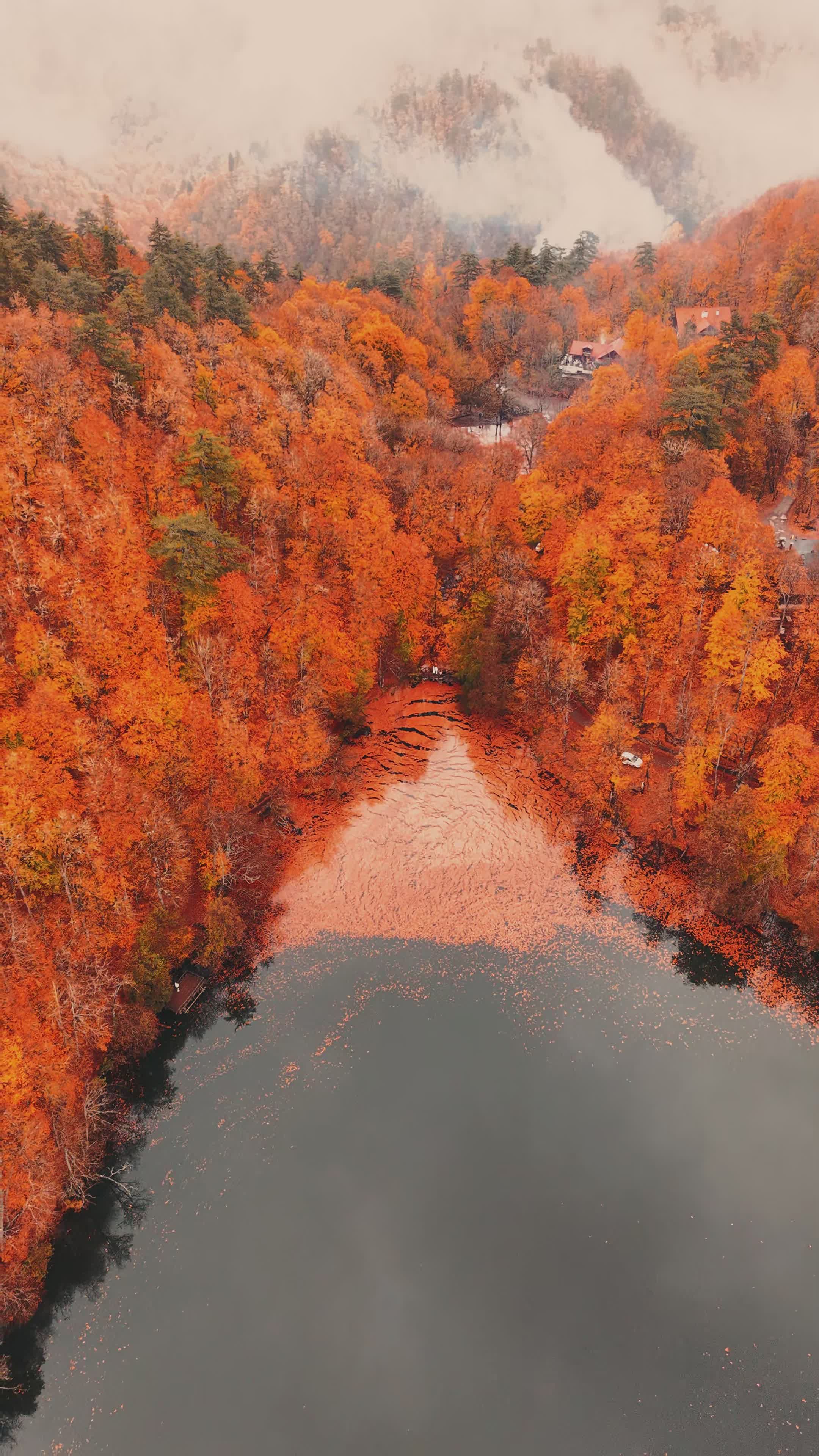 Aerial View of Foggy Autumn Forest and Lake Free Stock Video Footage ...