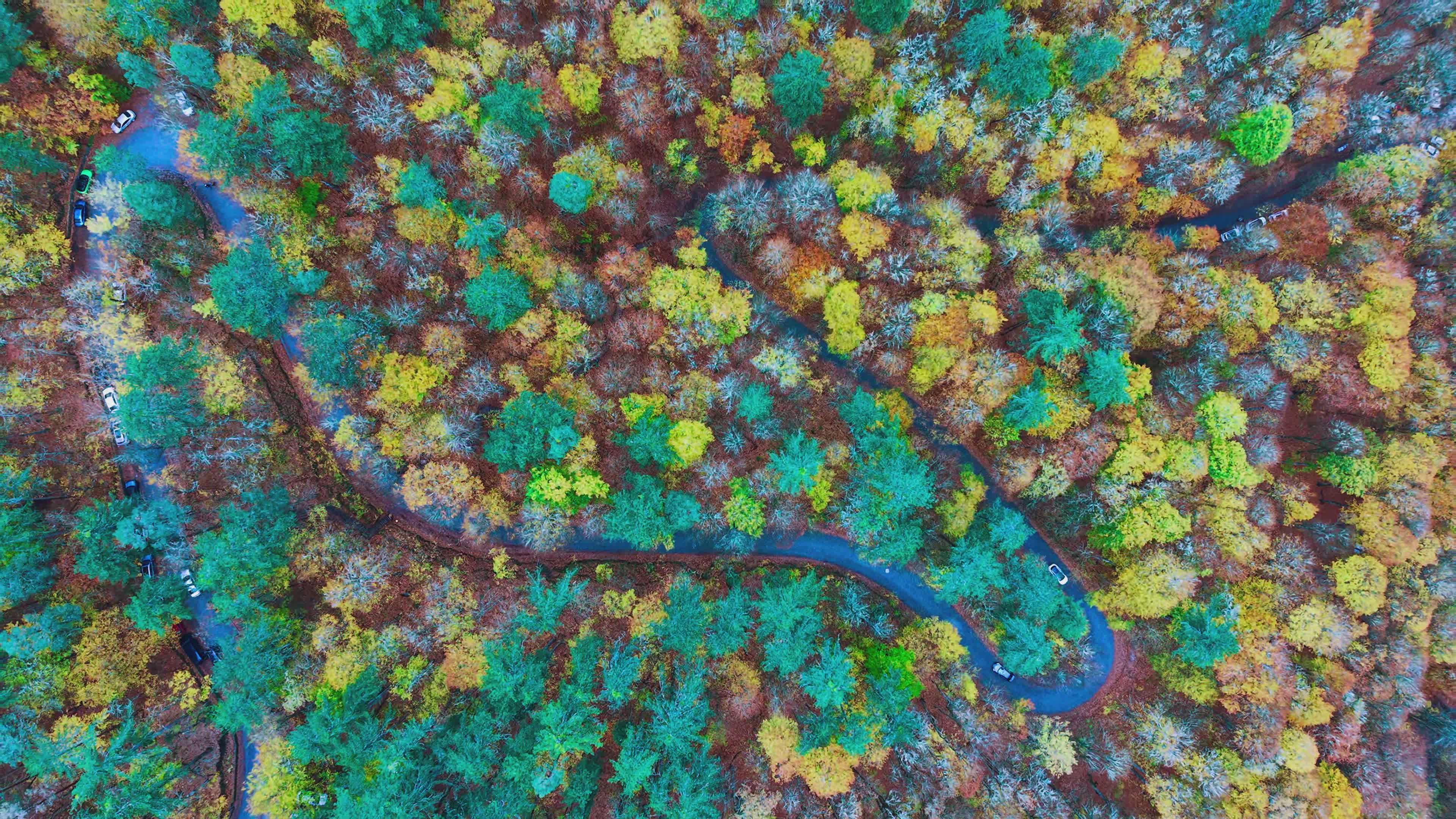 Drone Aerial View of Vibrant Autumn Forest Free Stock Video Footage ...