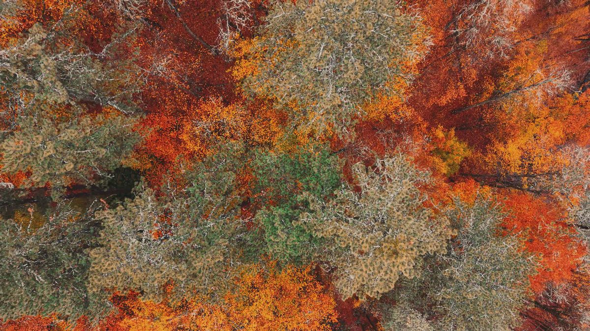 Autumn Aerial View of Colorful Forest Canopy Free Stock Video Footage ...