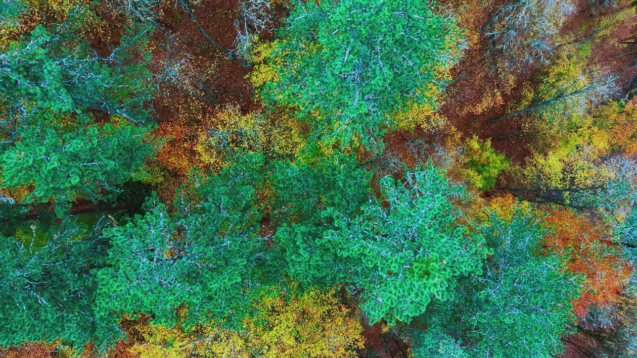 Vibrant Autumn Forest Aerial View in Fall Free Stock Video Footage ...