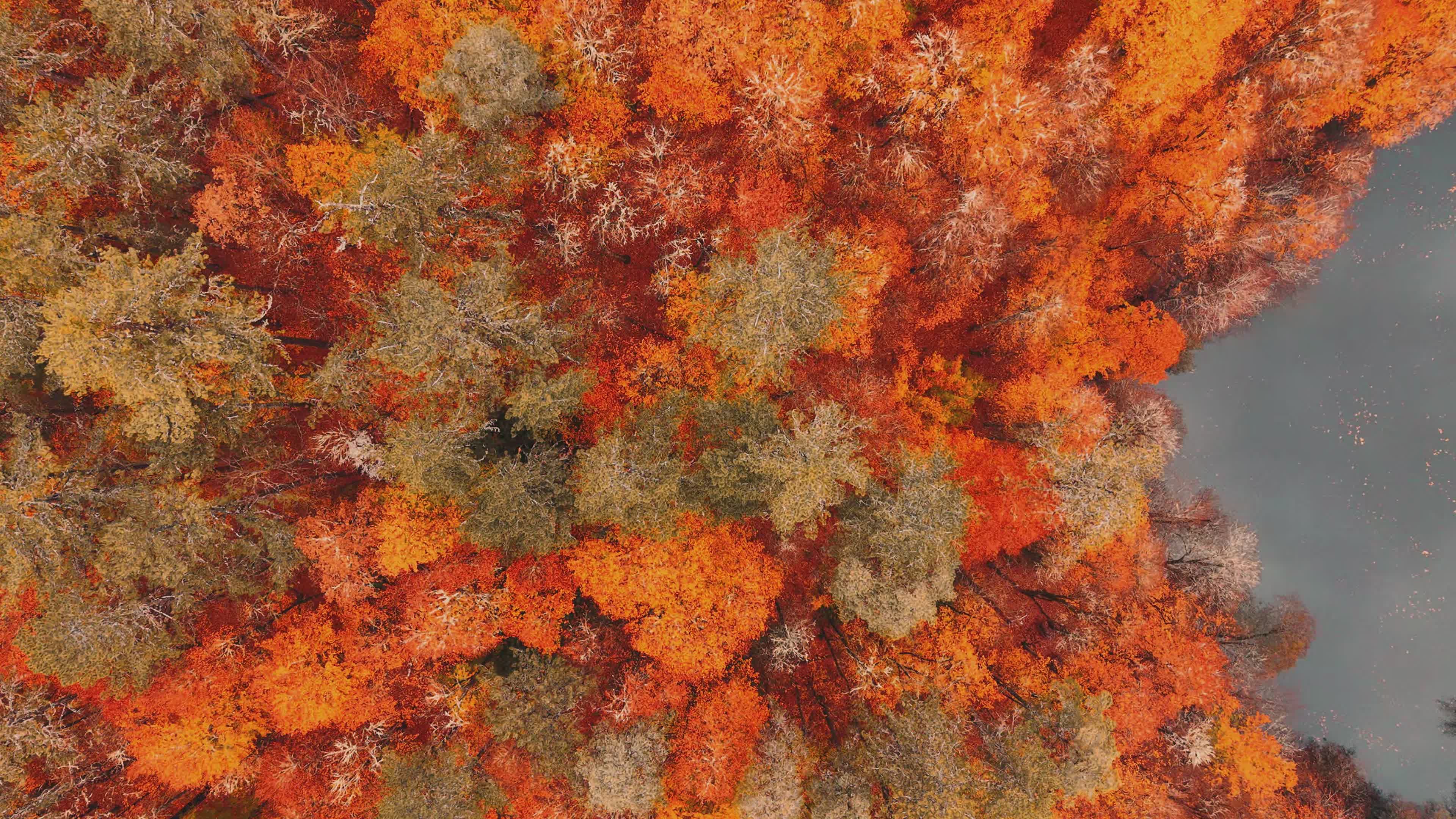 Drone View of Vibrant Autumn Forest Free Stock Video Footage, Royalty ...