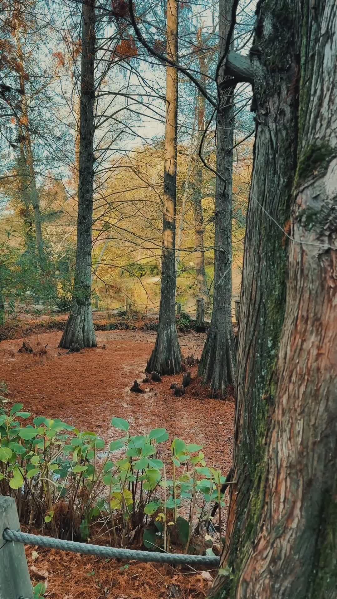 Enchanting Autumn Forest Scene with Tall Trees Free Stock Video Footage ...