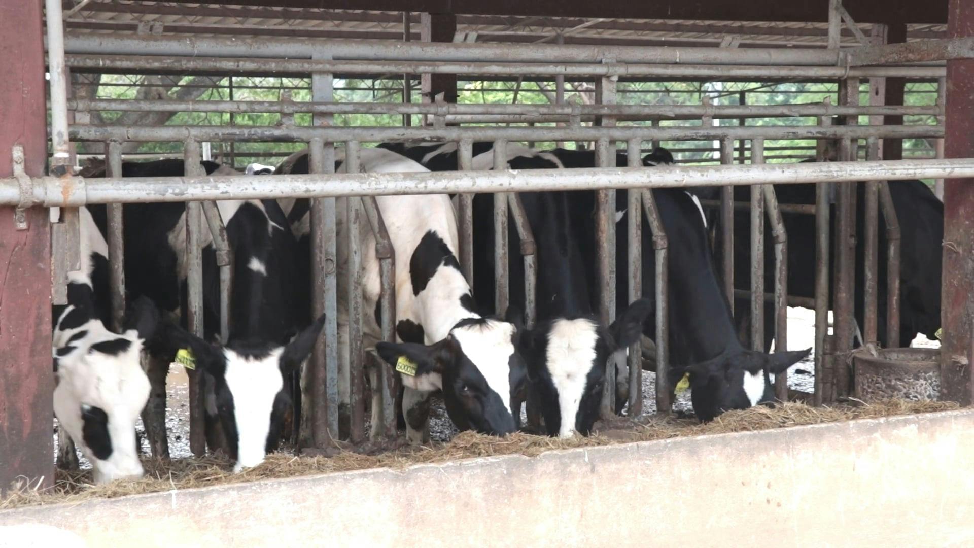 Las Vacas Se Alimentan De Heno En Un Rancho · Vídeo de stock gratuito