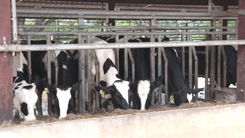 Cows Feeding On Hays In A Ranch