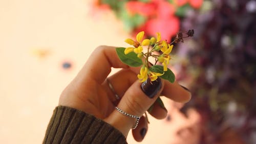Seorang Wanita Memegang Batang Tanaman Dengan Bunga Dan Daun