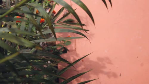 Hojas De Palmera Meciéndose Con El Viento