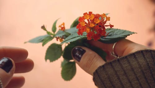 Person Holding A Bunch Of Flowers