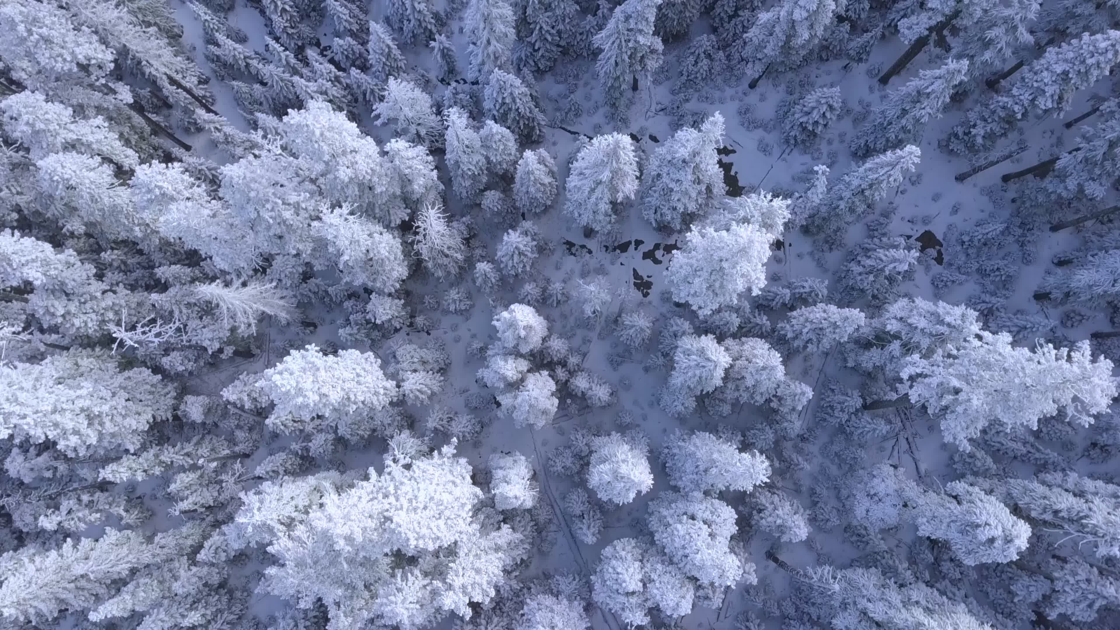 有关4k无人机, 冬天的场景, 冬天的天线, 冬天的宁静, 冬天的树木, 冬天的震动, 冬天的魔法, 冬季, 冬季仙境, 冬季森林, 冬季视频 ...