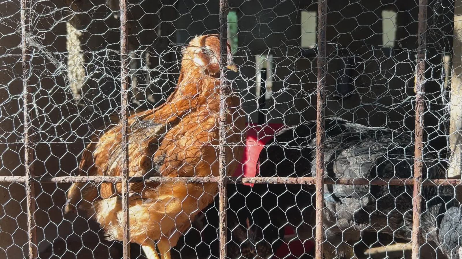 Chicken Fight Videos, Download The BEST Free 4k Stock Video Footage ...