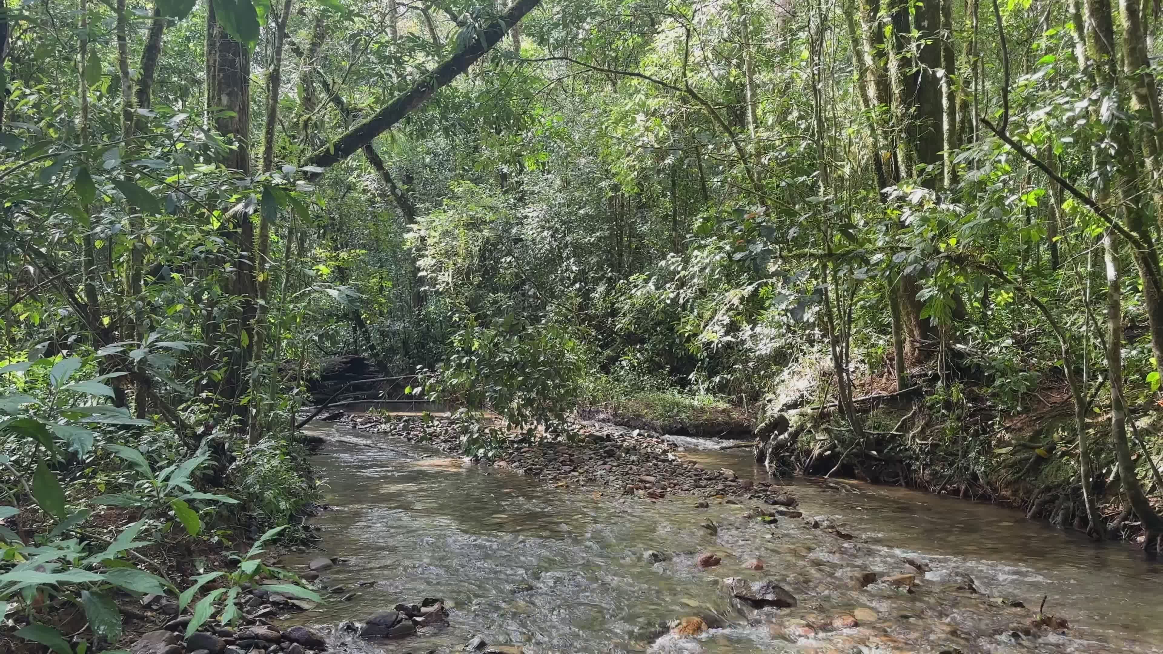 lush forest stream during daytime 35314452 — free pexels stock footage