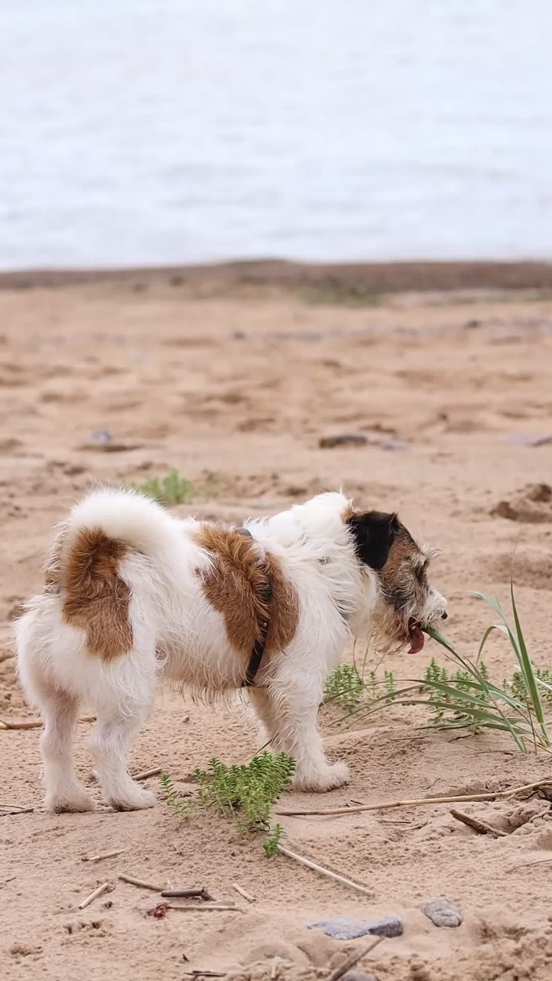 Pexels Video 35318663
