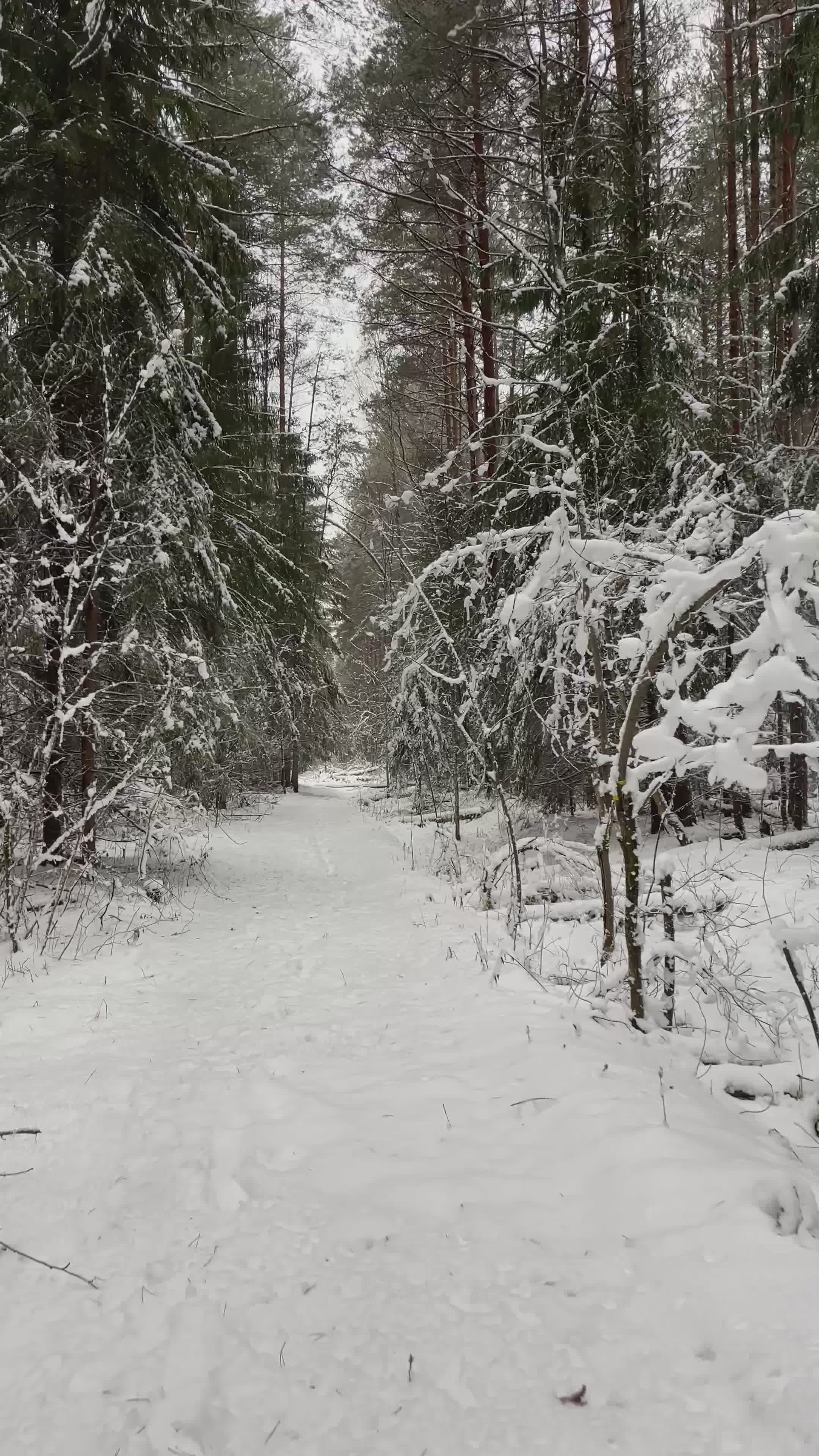 Snowy Forest Pathway in Tranquil Winter Scene Free Stock Video Footage ...